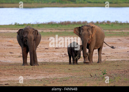 Il governo dello Sri Lanka elephant (Elephas maximus maximus), gruppo con la madre con vitello, mangiare, femmina, gruppo, Yala National Park, Sri Lanka Foto Stock