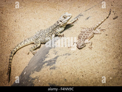 Centrale di drago barbuto (Pogona vitticeps) e la steppa AGAMA SA (Trapelus sanguinolentus) nella sabbia. Foto Stock