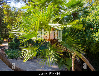 Isola Canarie data palm o ananas palm (Phoenix canariensis), Jardines de Alfabia, Serra de Alfàbia, Mallorca, Spagna Foto Stock