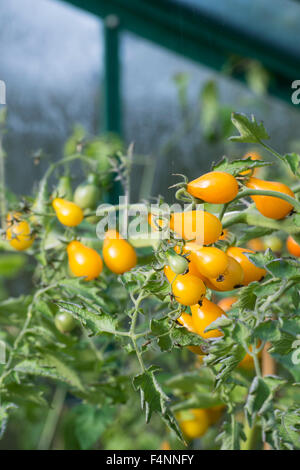 Tomato yellow pera la maturazione sulla pianta in una serra, il fuoco selettivo Foto Stock