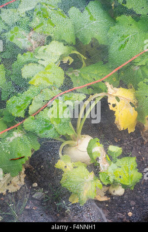 Brassica rapa . La rapa piccolo "Pal' sotto una rete di protezione in un orto Foto Stock