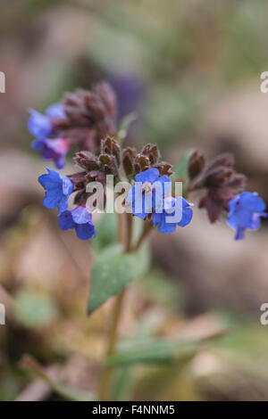 Pulmonaria longifolia, stretto-lasciava Lungwort, crescente sul bosco aperto, Surrey, Regno Unito. Maggio. Foto Stock