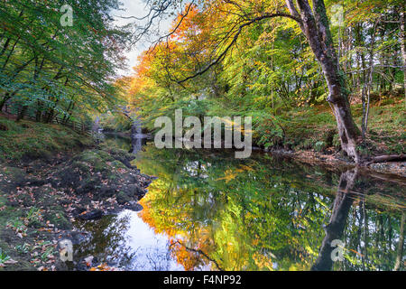 Colore di autunno sul fiume Dart sul Parco Nazionale di Dartmoor in Devon Foto Stock