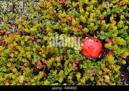 Barrenlands pianta Tundra comunità- Lingonberry e amanita fungo, Arctic Haven lodge sul lago Ennadai, Nunavut, Canada Foto Stock