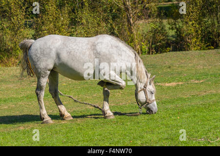 Il vecchio cavallo bianco di pascolare su un pascolo di caduta Foto Stock