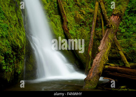 La cicuta Falls, Umpqua National Forest, Oregon La cicuta Falls, Umpqua National Forest, Oregon