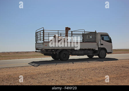 Trasporto di un cammello puledro con LWK sulla strada del deserto nella zona Ai-Wusta, Oman Foto Stock