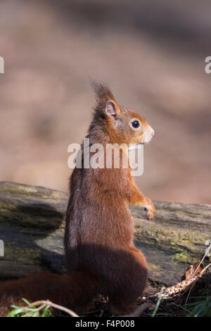 Scoiattolo rosso Sciurus vulgaris, rovistando sul pavimento del bosco, Formby punto, Merseyside Regno Unito nel mese di febbraio. Foto Stock