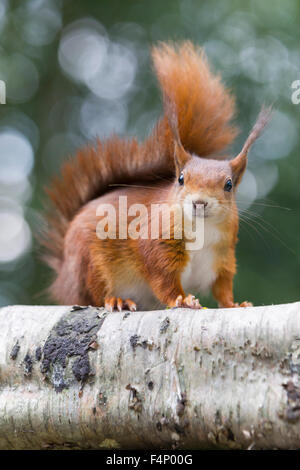 Scoiattolo rosso Sciurus vulgaris (prigioniero), alimentazione, appollaiato su albero, British Centro faunistico, Surrey, Regno Unito in aprile. Foto Stock