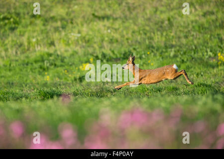 European Roe Deer Capreolus capreolus, maschio adulto, in esecuzione su pascoli, Bempton Cliffs, East Riding of Yorkshire, Regno Unito in giugno. Foto Stock