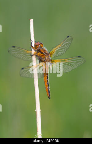 Scarsa Chaser Libellula fulva, immaturi maschio, appollaiato sulla vegetazione, Wheatfen, Norfolk, Regno Unito in giugno. Foto Stock