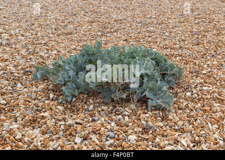 Panorama del Mare kale Crambe maritima, crescente sulla spiaggia di ciottoli, Dungeness, Kent, Regno Unito nel mese di settembre. Foto Stock