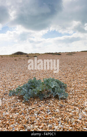 Cavolo riccio di mare Crambe maritima, crescente sulla spiaggia di ciottoli, Dungeness, Kent, Regno Unito nel mese di settembre. Foto Stock