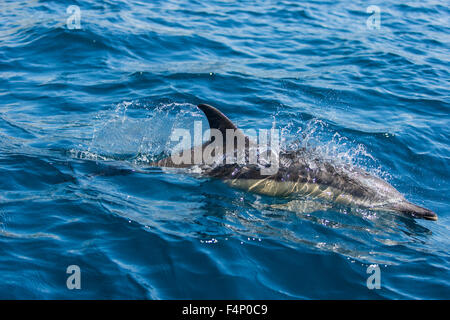 A breve becco delfino comune Delphinus delphis, adulto, affiorante, vicino al west end di São Miguel, Azzorre in aprile. Foto Stock