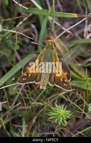 Argento-spotted skipper Hesperia virgola, maschio imago, appoggiata sul terreno, Aston Rowant, Oxfordshire, Regno Unito nel mese di agosto. Foto Stock