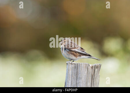 Twite Carduelis flavirostris, femmina adulta, appollaiato sul palo da recinzione, Ullapool, Scozia in maggio. Foto Stock