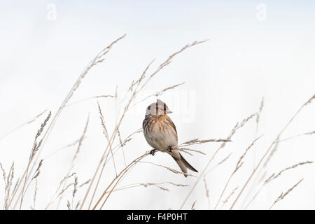 Twite Carduelis flavirostris, femmina adulta, appollaiato sul palo da recinzione, Ullapool, Scozia in maggio. Foto Stock