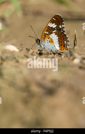 White admiral Limenitis camilla, imago, sale-leccare sul terreno, Agriturismo, Lator Sály, Ungheria in giugno. Foto Stock