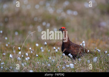 Red Grouse Lagopus lagopus scoticus, inserimenti di testa al di sopra di heather in tarda serata luce, Glenkyllachy, Scozia in maggio. Foto Stock