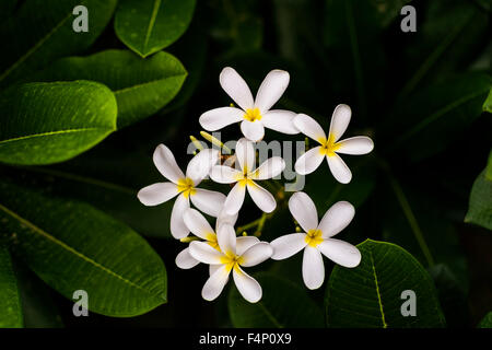 White Plumeria Alba, Frangipani o West Indian fiori di gelsomino Foto Stock