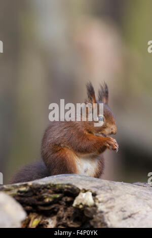 Scoiattolo rosso Sciurus vulgaris, rovistando sul pavimento del bosco, Formby punto, Merseyside Regno Unito nel mese di febbraio. Foto Stock