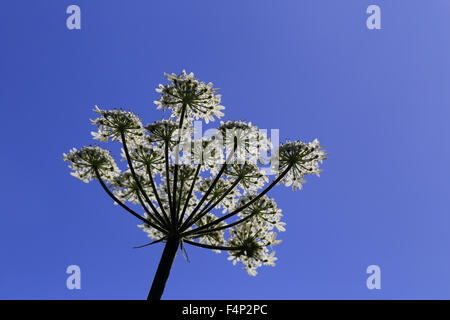 Hogweed (Heracleum sphondylium) fiore retroilluminato di testa contro un cielo blu, Cornwall, Inghilterra, Regno Unito. Foto Stock
