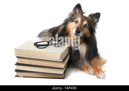 Sheltie o Shetland Sheepdog indossando una cravatta posa da una pila di libri, animale il concetto di istruzione Foto Stock