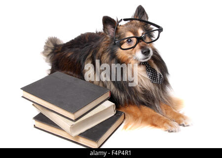 Sheltie o Shetland Sheepdog indossando una cravatta nera e occhiali incorniciati posa da una pila di libri, animale il concetto di istruzione Foto Stock