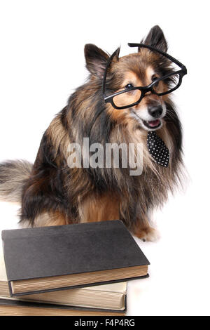 Sheltie o Shetland Sheepdog indossando una cravatta e bicchieri posa da una pila di libri di testo Foto Stock
