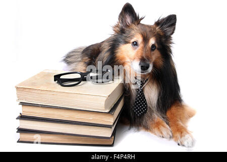 Shetland Sheepdog posa accanto a una pila di libri di testo e i bicchieri su sfondo bianco Foto Stock