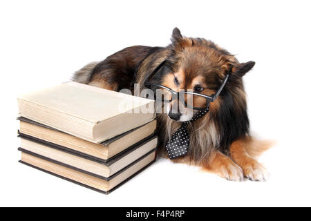 Sheltie o Shetland Sheepdog indossando una cravatta e bicchieri posa da alcuni libri di testo su sfondo bianco Foto Stock