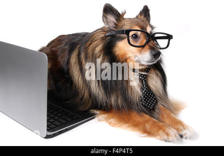 Sheltie o Shetland Sheepdog indossando una cravatta e geeky bicchieri posa da un computer portatile per lavorare presso il concetto di ufficio Foto Stock