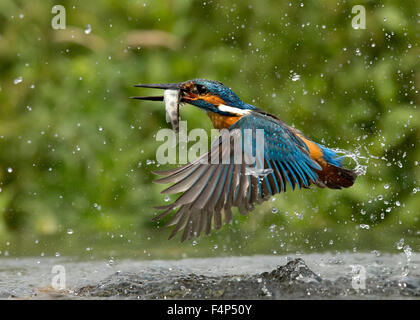 Kingfisher Foto Stock