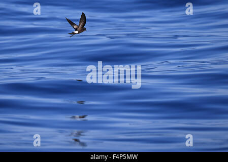 Il Wilson's Storm Petrel (Oceanites oceanicus) Foto Stock