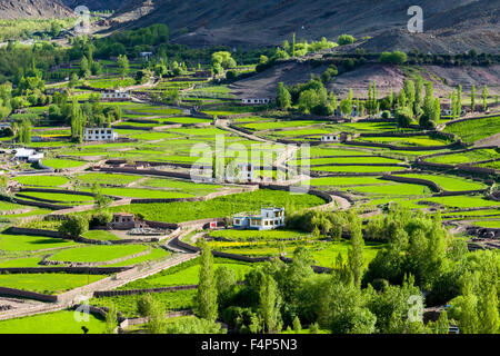 Vista aerea su campi verdi e farmes case in una piccola valle alta sopra la valle del Indus Foto Stock