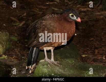 Sud America curassow notturno (Nothocrax urumutum) Foto Stock