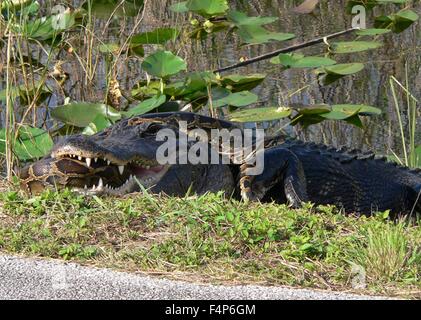 Un pitone birmano battaglie un coccodrillo americano nel parco nazionale delle Everglades 23 dicembre 2005 vicino a Homestead, Florida. Il Python è una specie invasiva introdotta da incidenti e ora a competere direttamente con la parte superiore dei predatori in Everglades ecosistema. Foto Stock