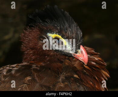 Sud America curassow notturno (Nothocrax urumutum) Foto Stock