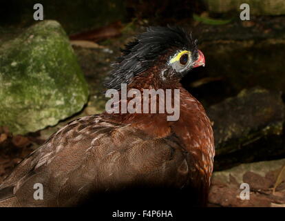 Sud America curassow notturno (Nothocrax urumutum) Foto Stock