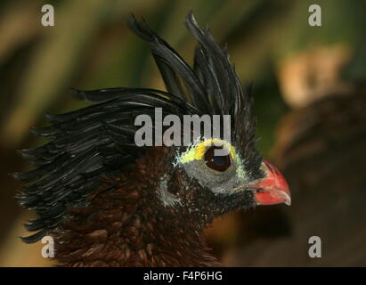Sud America curassow notturno (Nothocrax urumutum) Foto Stock