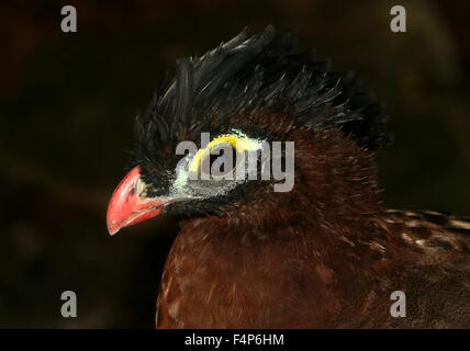 Sud America curassow notturno (Nothocrax urumutum) Foto Stock