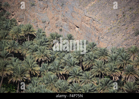 Al-Hamra è uno dei tanti interessanti oasi con un vecchio mucky parte con red case sulle fondamenta di pietra. Qui nel giardino di palme t Foto Stock