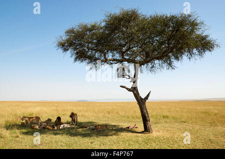 Orgoglio dei Leoni in riposo sotto un'acacia dopo aver mangiato un GNU Foto Stock