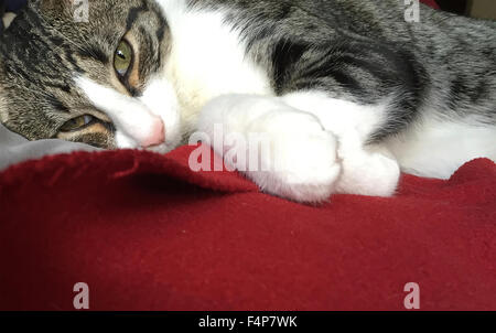 Tiger striped tabby kitten appoggiata. Foto Stock