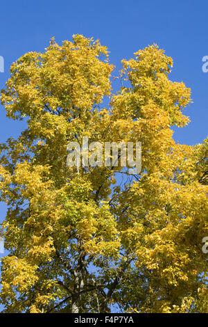 Carya ovata. Foglie autunnali del Hickory tree contro un cielo blu. Foto Stock