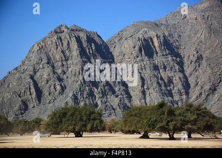 Scenario nel wadi Sal al-Un'la, legno di acacia, la nonna nicchie enclave di Musandam, Oman Foto Stock