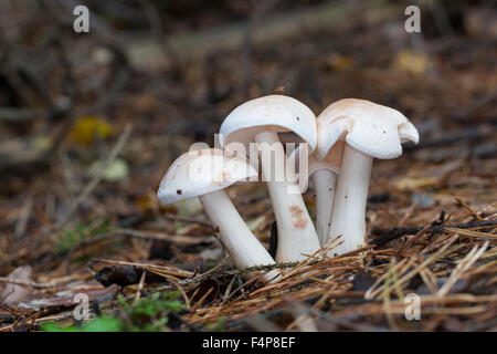 Avvistato Toughshank fungo, spotted coincap, Gefleckter Rübling, Rosasporrübling, Rhodocollybia maculata, Collybia maculata Foto Stock