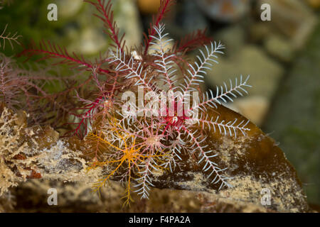 Rosy Feather-Star, rosy feather star, comatulid europea, Rosiger Federstern, Atlantischer Haarstern, Antedon bifida Foto Stock