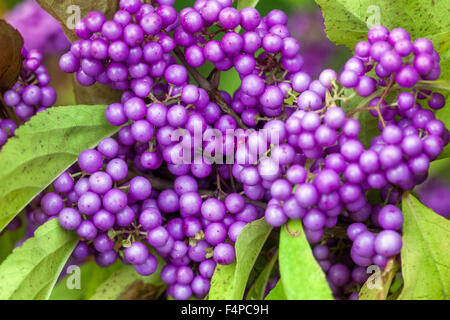 Callicarpa bodinieri var Giraldii profusione, bautyberry di Bodinier, bacche autunnali su arbusto giardino di ottobre Foto Stock