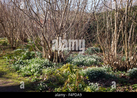 Naturalizzato galanthus all'inizio della primavera del Regno Unito alla base di arbusti e alberi decidui Foto Stock